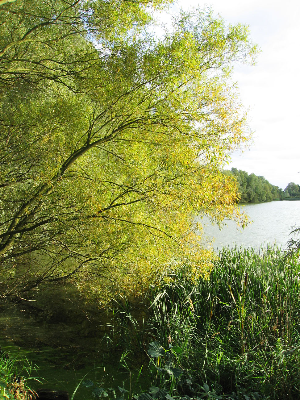 Paxton Pits Nature Reserve