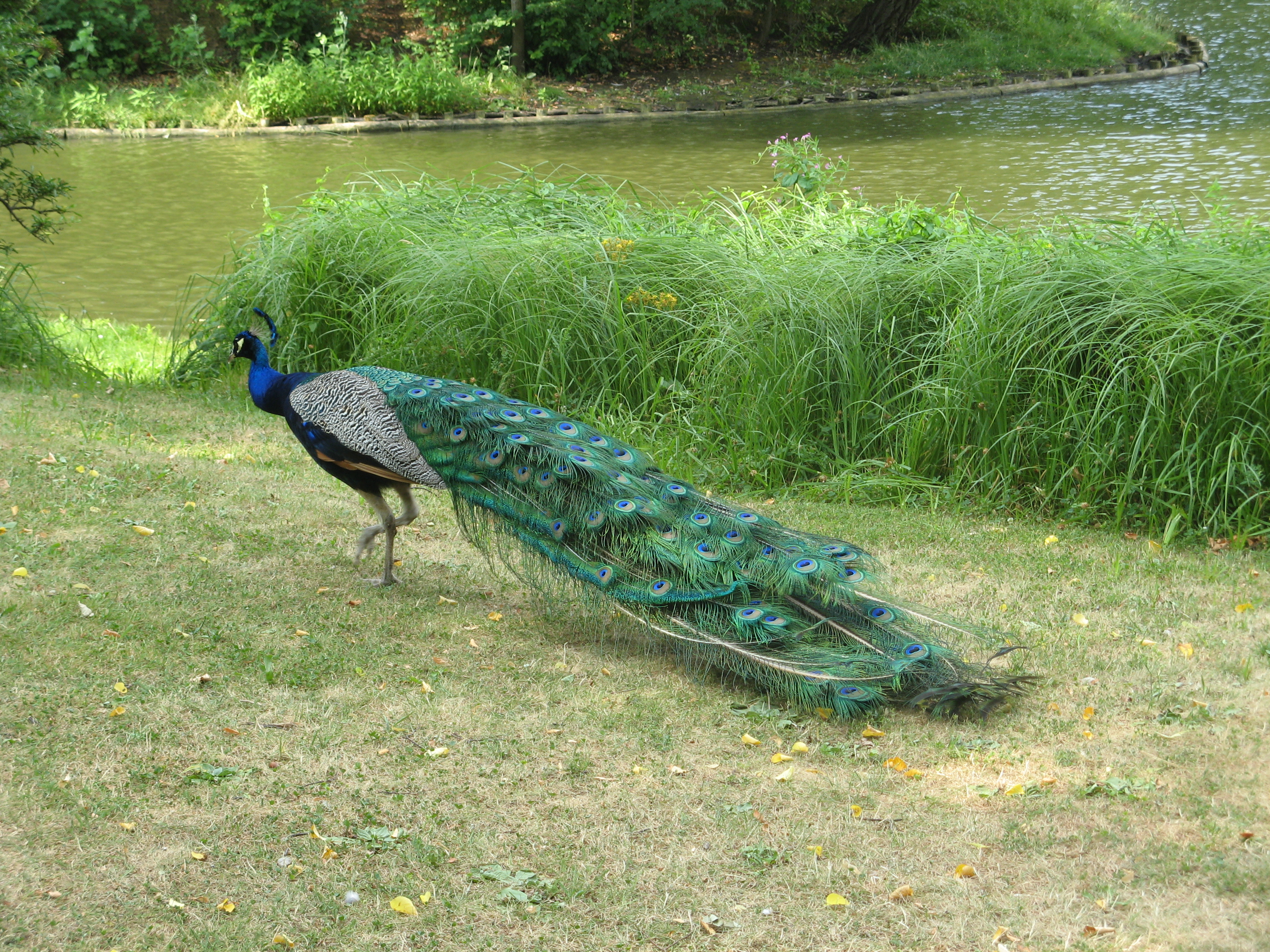 Peacock in Łazienki Park, Warsaw (8843221416)