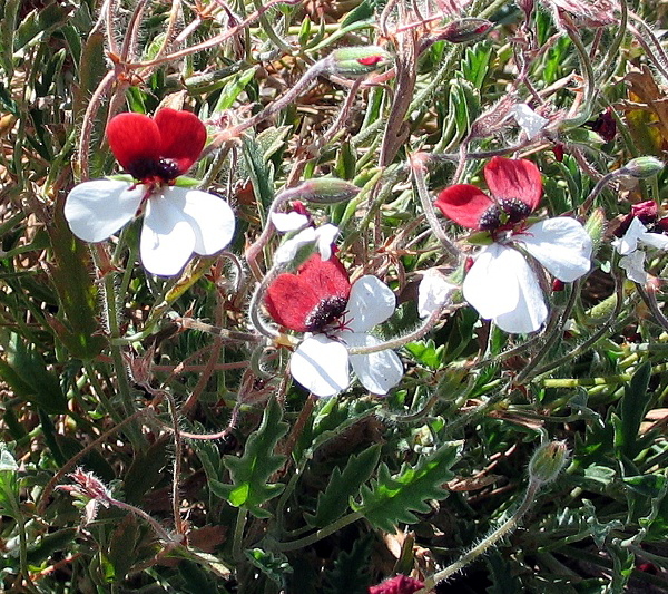 File:Pelargonium tricolor hh.jpg