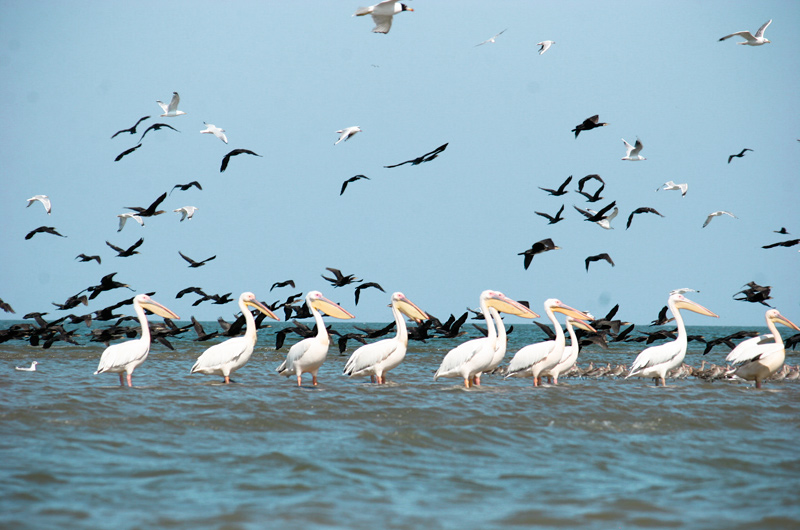 File:Pelicans.jpg