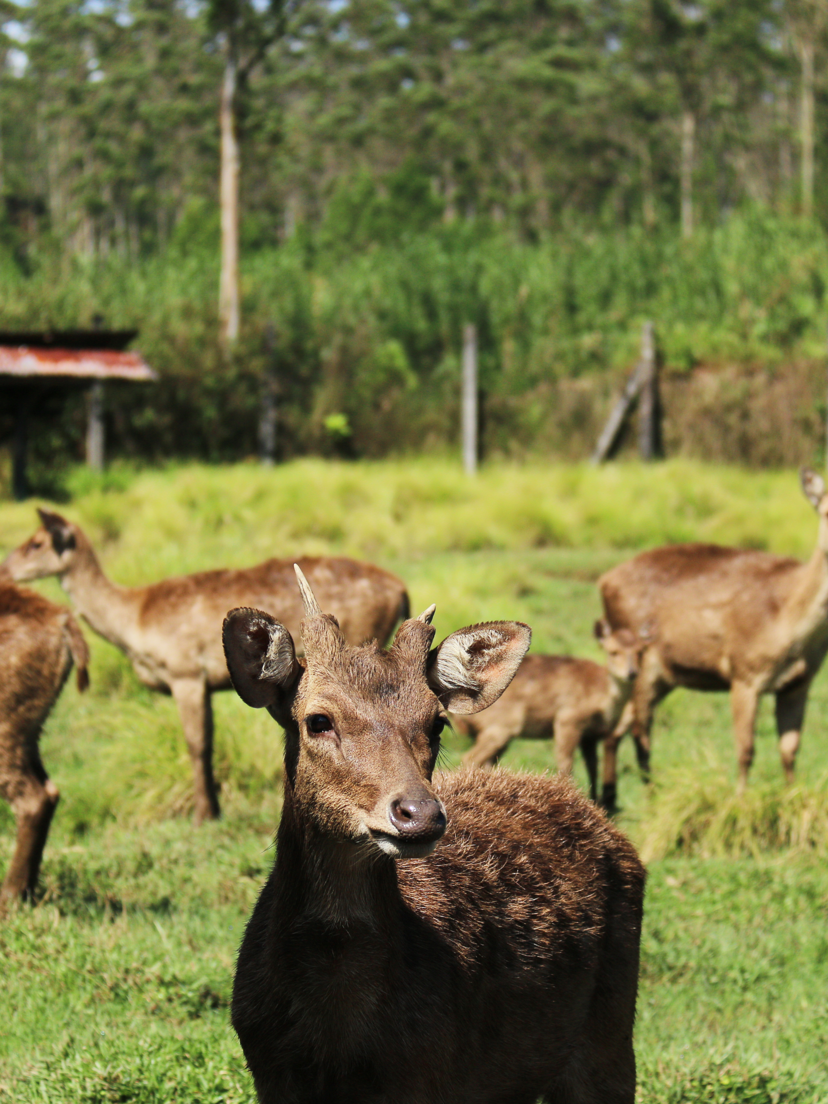 File Penangkaran Rusa Ranca Upas Kampung Cai Kabupaten 