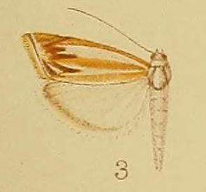 <i>Classeya argyrodonta</i> Species of moth