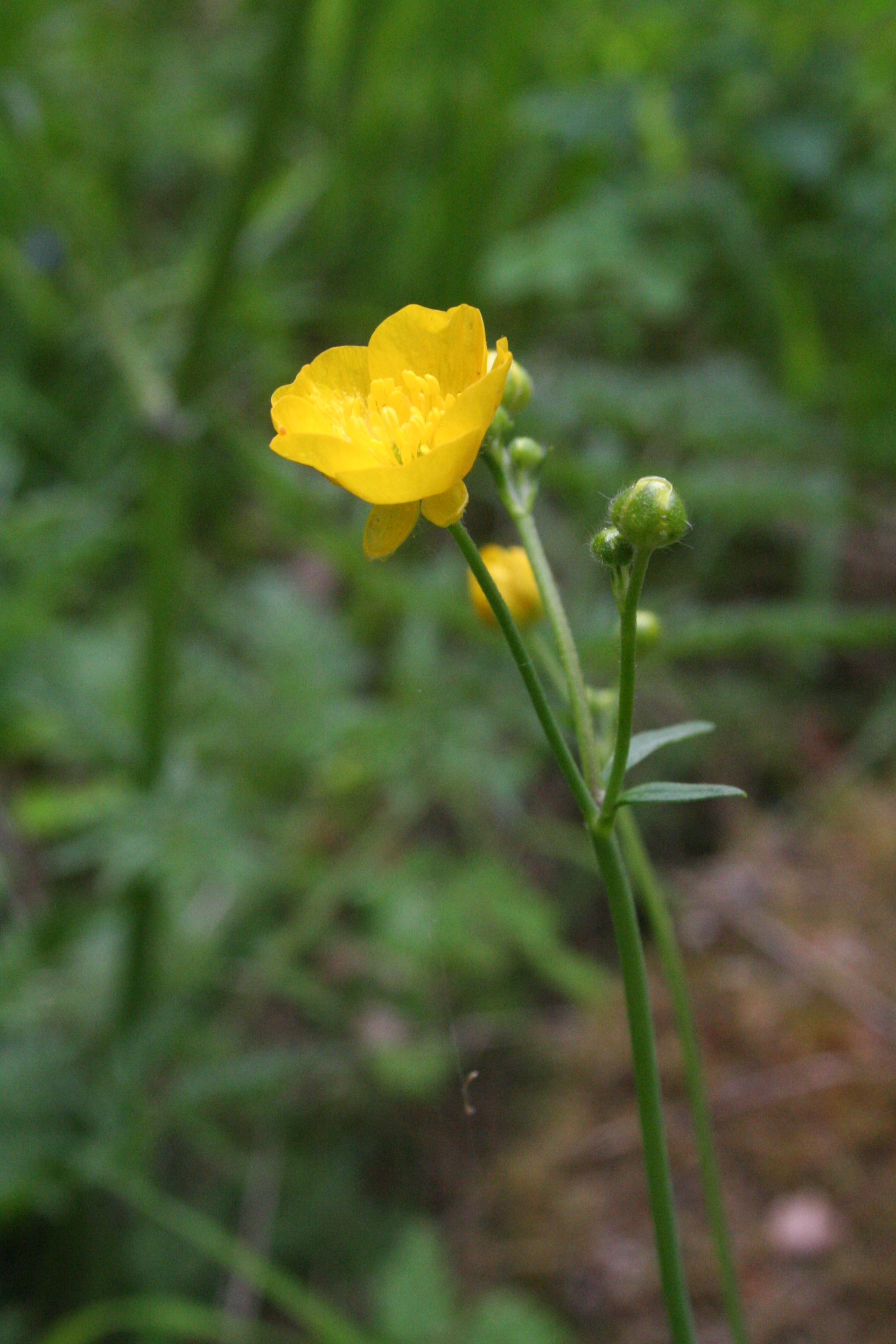 Ranunculus graminifolia