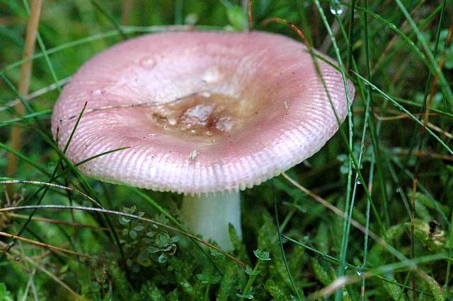 File:Russula.aquosa.-.lindsey.jpg