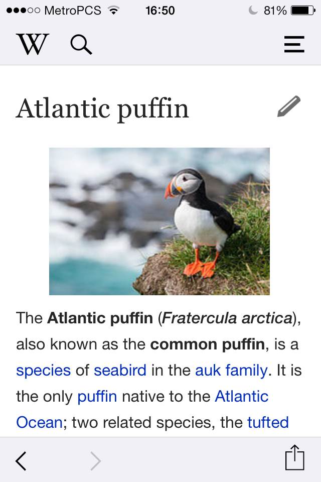 Atlantic puffin - Wikipedia