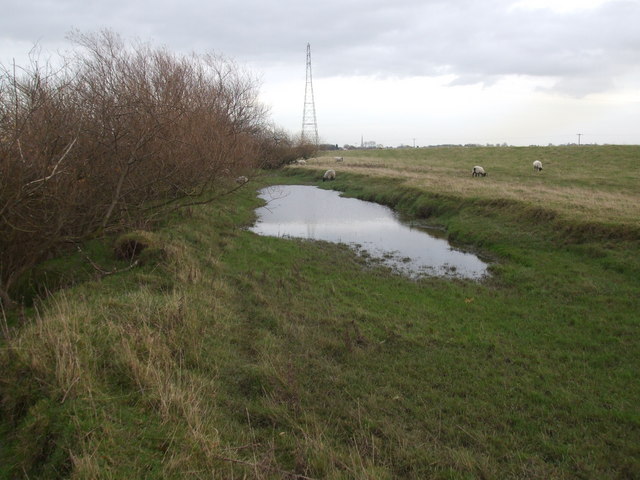 File:Sheep grazing on the Ouse river bank - geograph.org.uk - 1594959.jpg