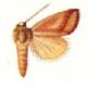 <i>Masalia</i> Genus of moths
