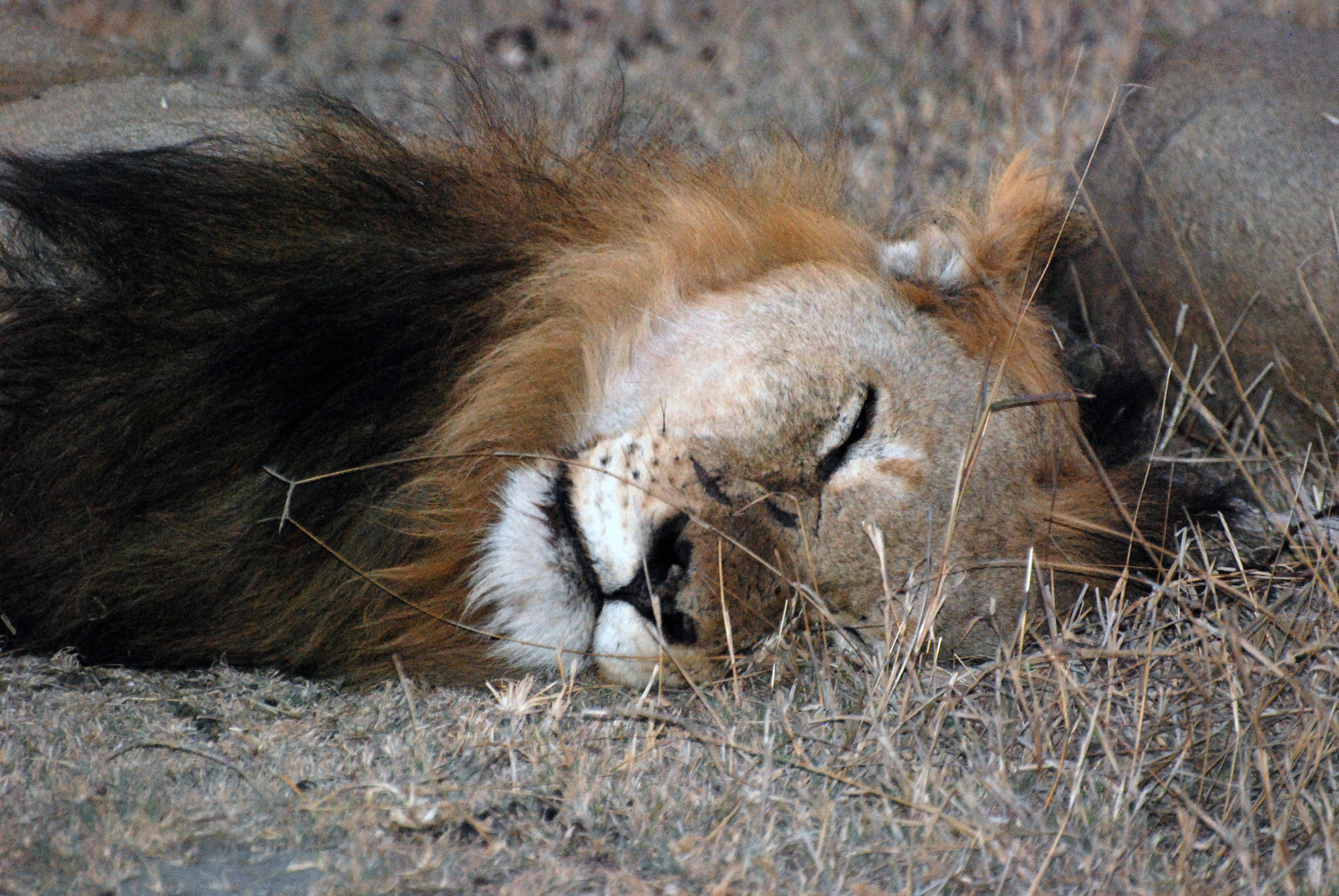 A lion sleep during the day