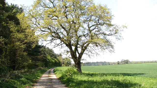 File:Tree beside footpath to Blunt's Corner - geograph.org.uk - 4938493.jpg