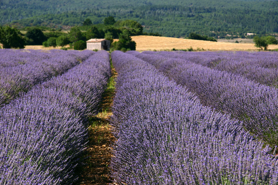 Lavender fields in the Vaucluse, in Provence, France