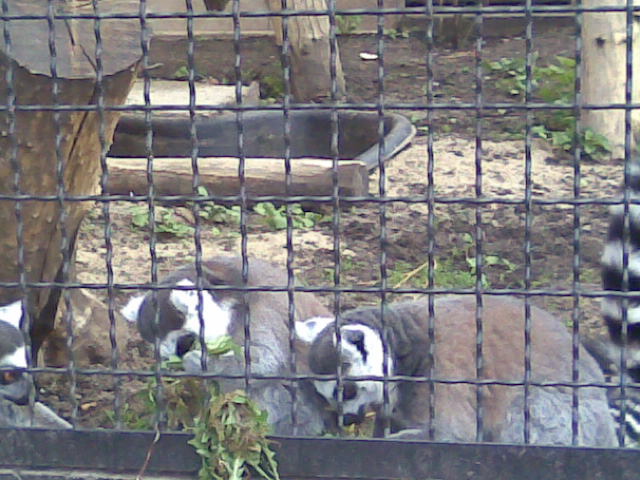 File:Warsaw Zoo Lemurs.jpg