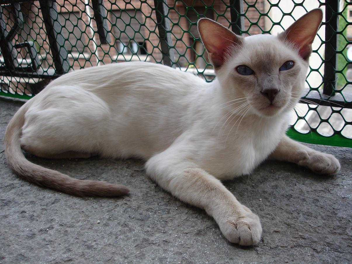 Лилак Пойнт Сиамская кошка
