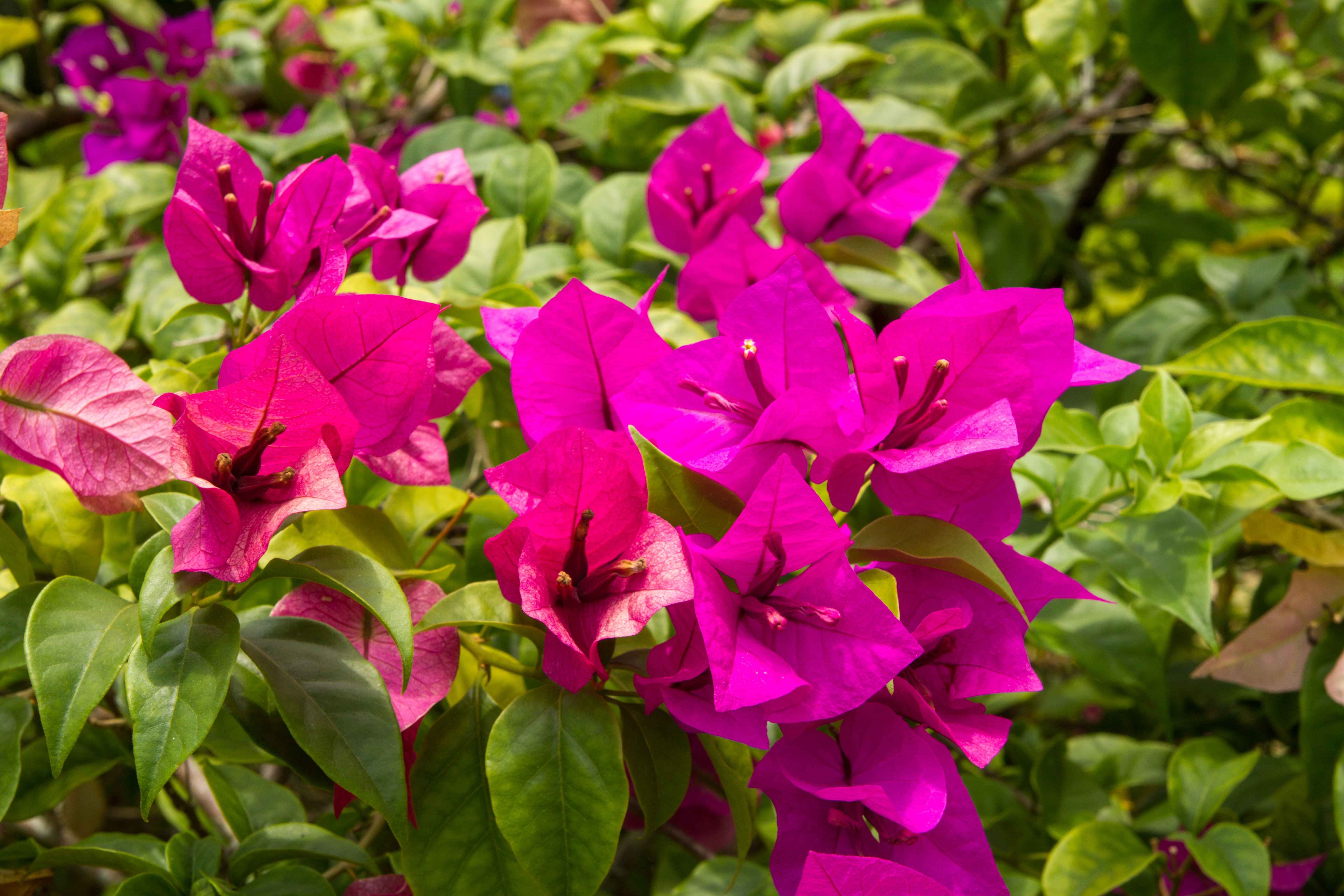 singapore botanic gardens flowers