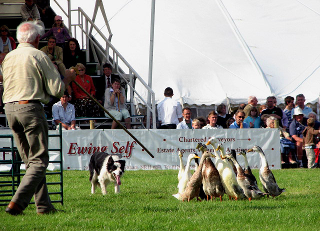File:A day at the Aylsham Show - sheepdog at work - geograph.org.uk - 937112.jpg