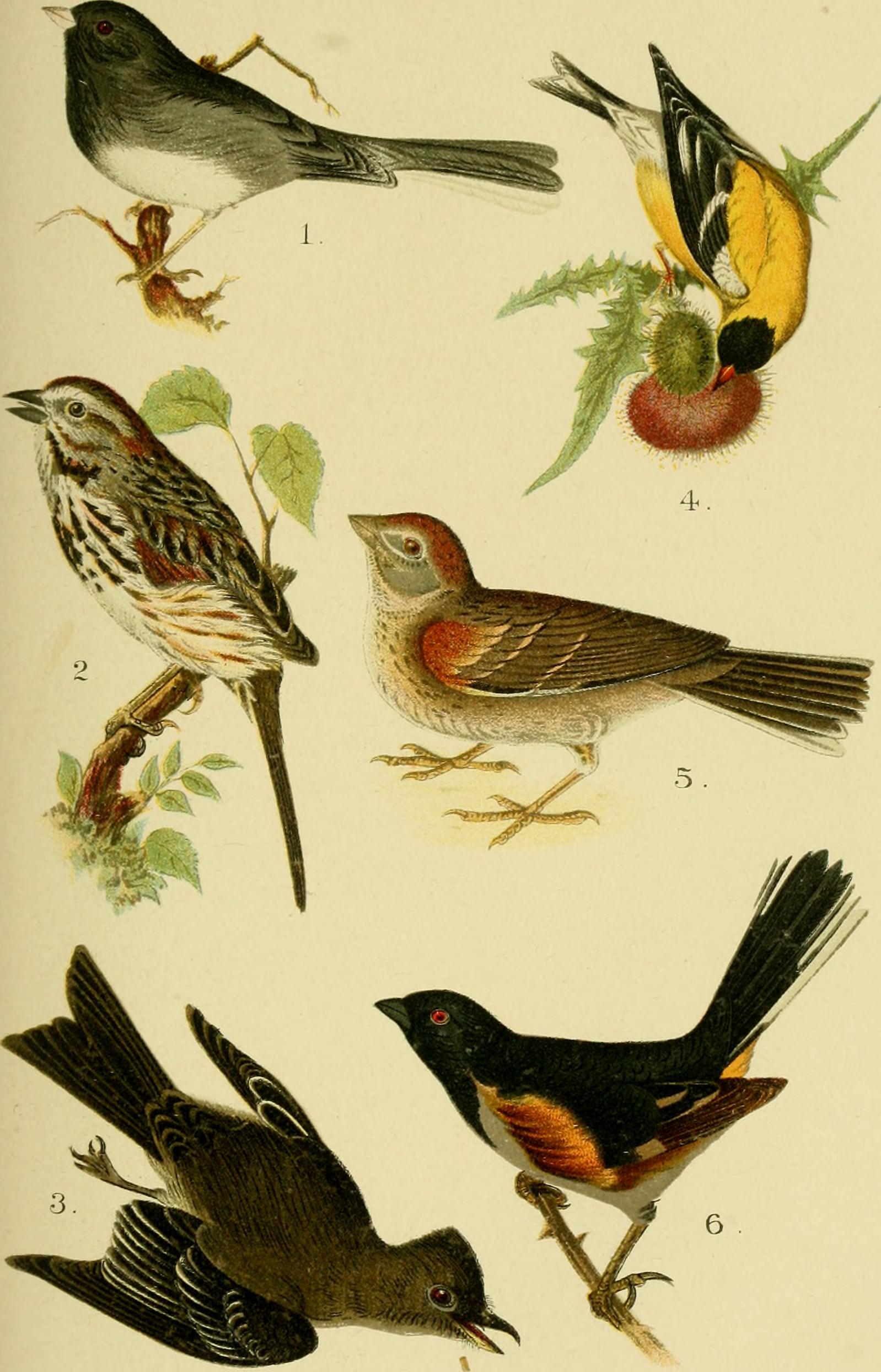 A popular handbook of the birds of the United States and Canada