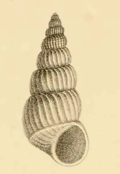 <i>Acrilla deslongchampsi</i> Species of gastropod