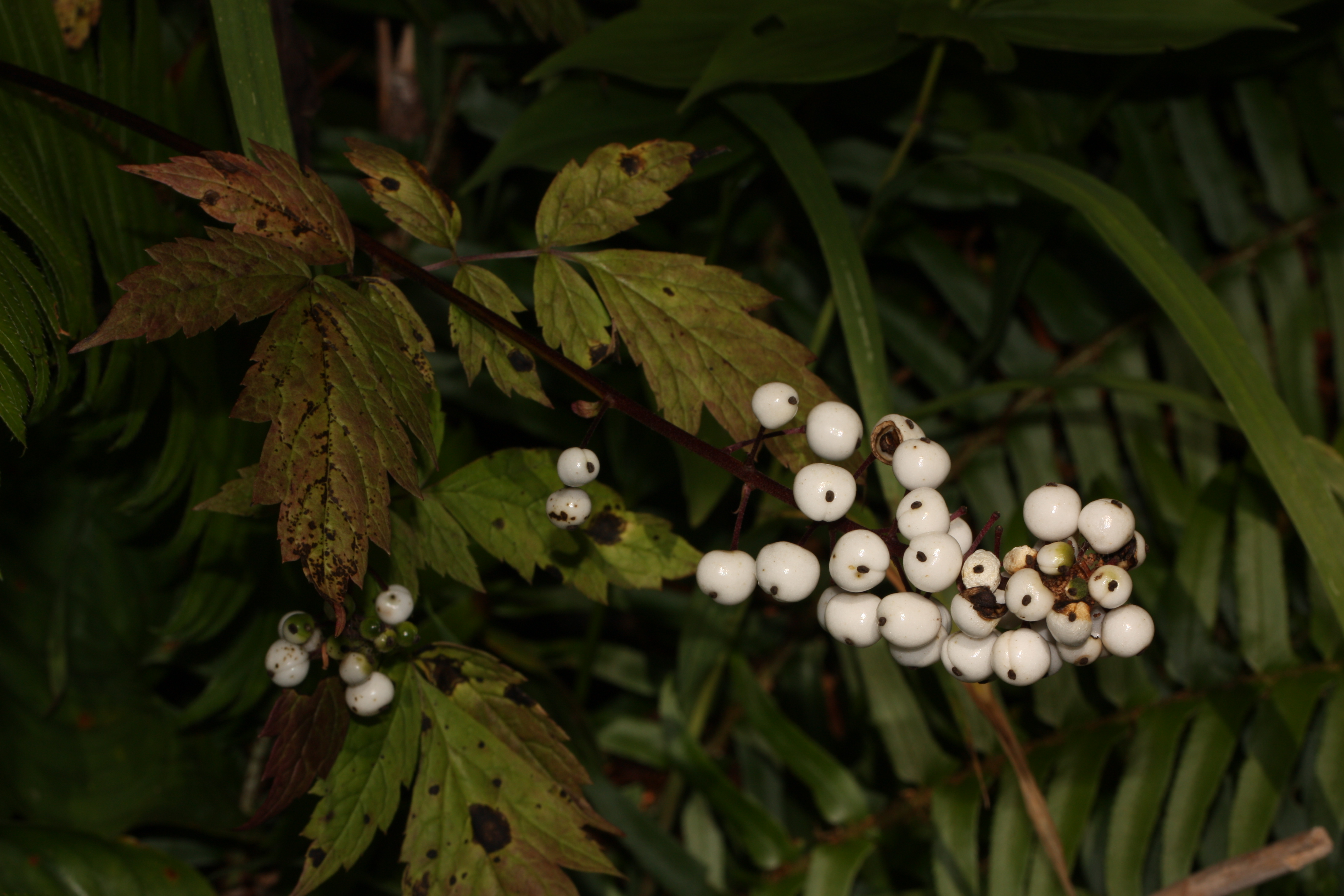 Actaea podocarpa,