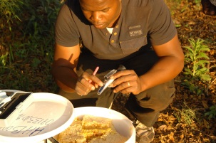File:African Honey Bee Testing.jpg - Wikipedia