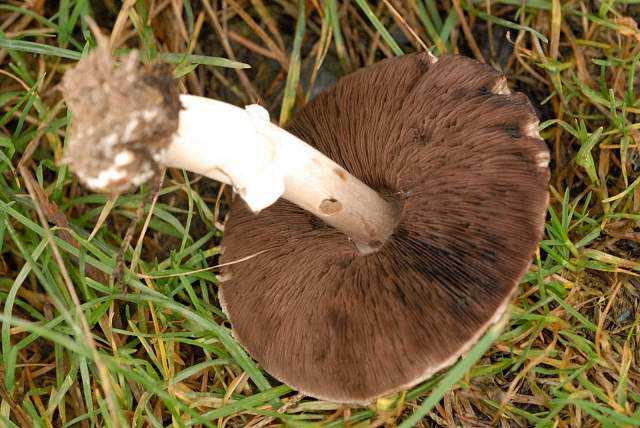 File:Agaricus spec. Lindsey 7.jpg