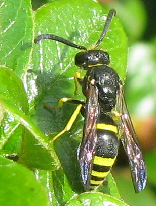 Payl:Ancistrocerus gazella wasp.png