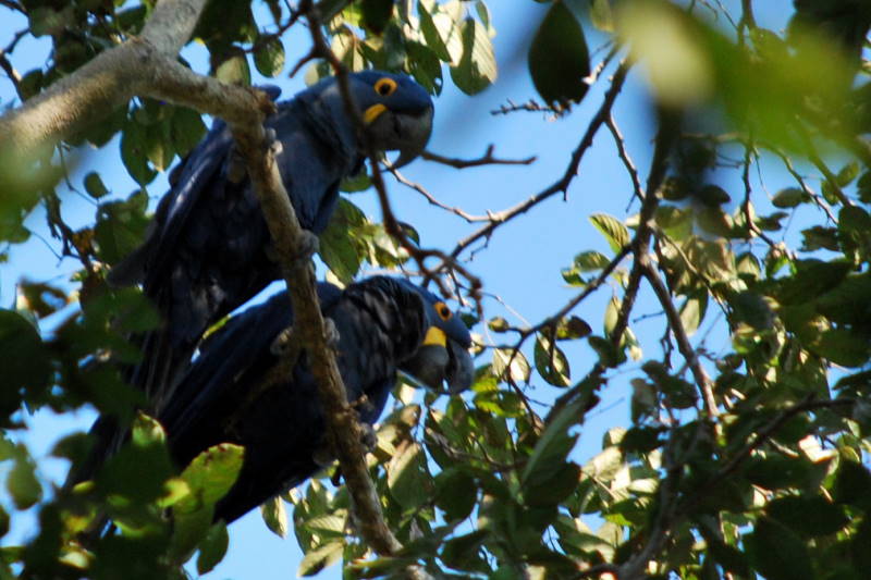 File:Anodorhynchus hyacinthinus DT -BR Pantanal- 1206 (2) (20661681949).jpg