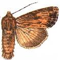 <i>Apamea lignicolora</i> Species of moth