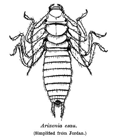 File:ArixeniaEsau.jpg