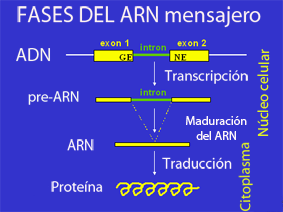 File:Arnmensajero1.png