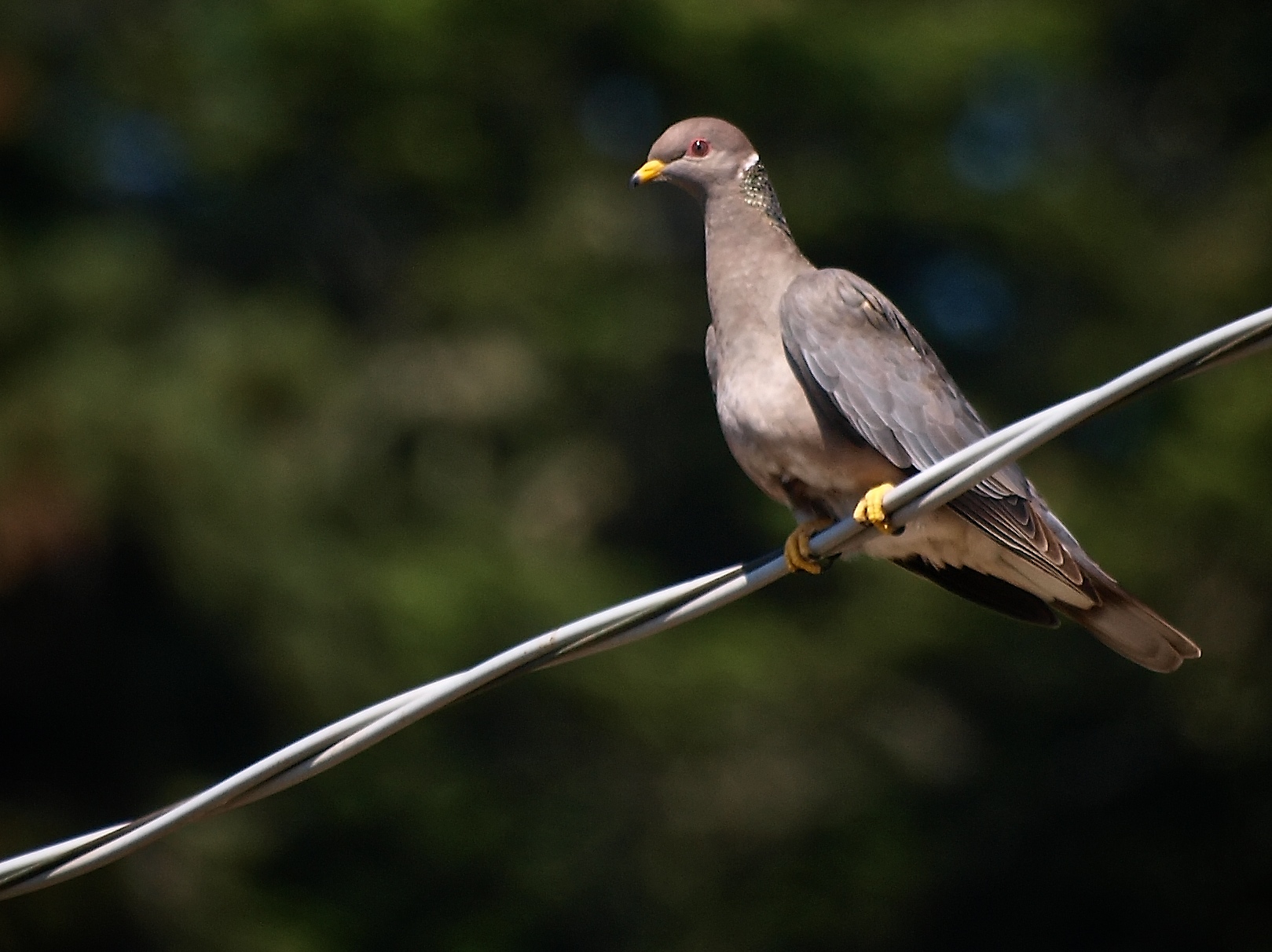 Band-tailed Pigeon | BirdForum