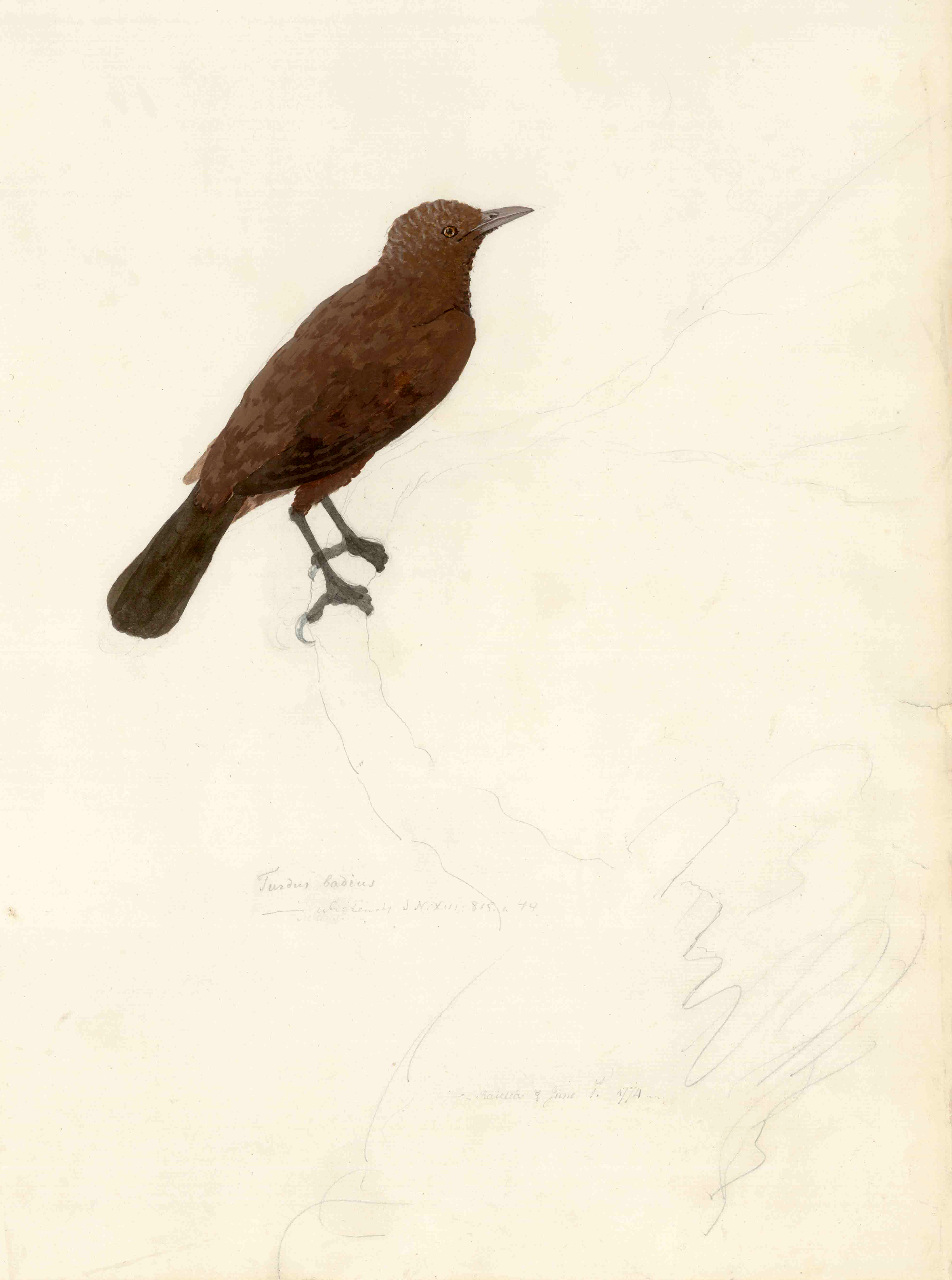 Raiatea starling Extinct species of bird