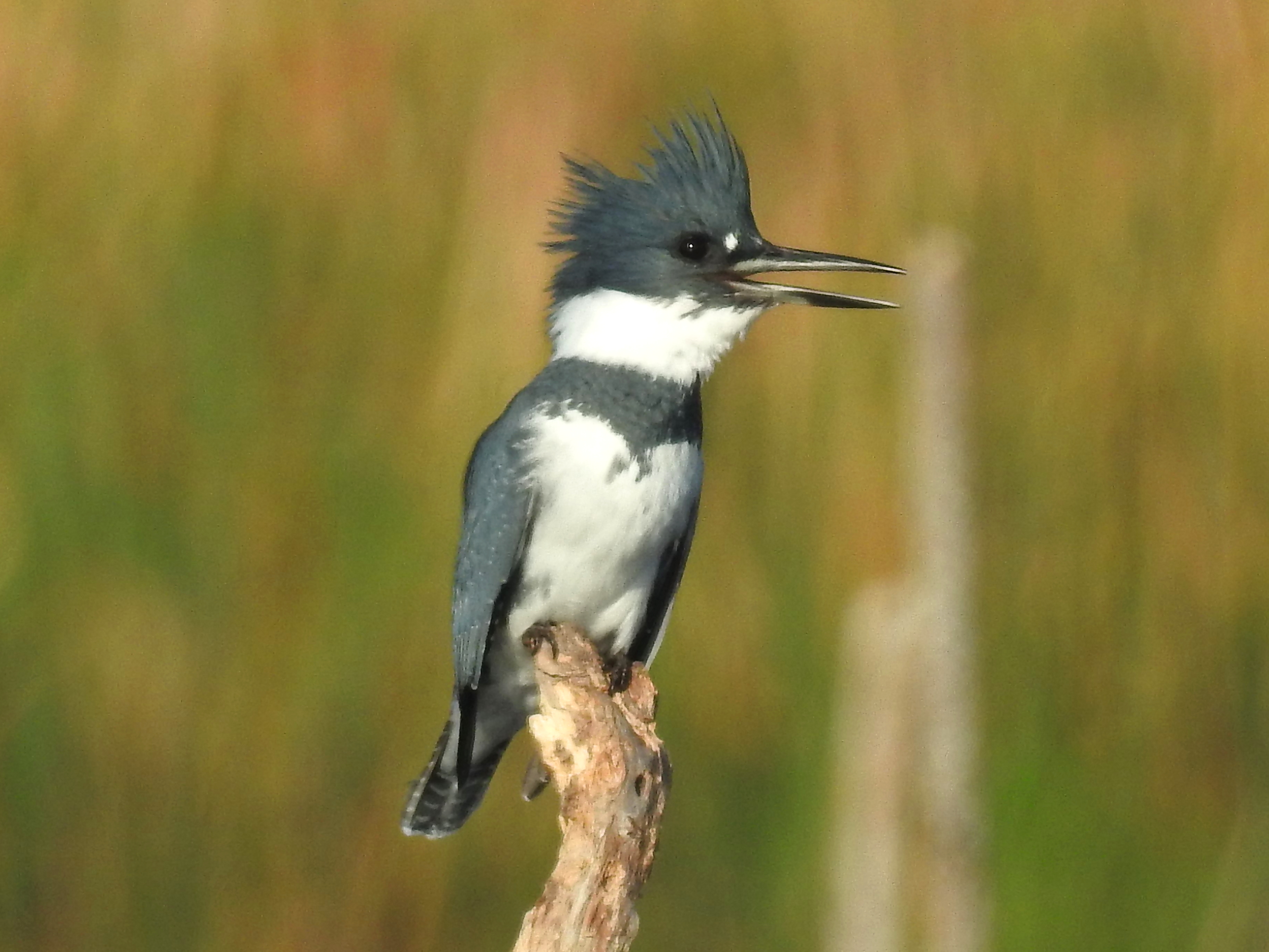 National Audubon Society - The Belted Kingfisher is one of the
