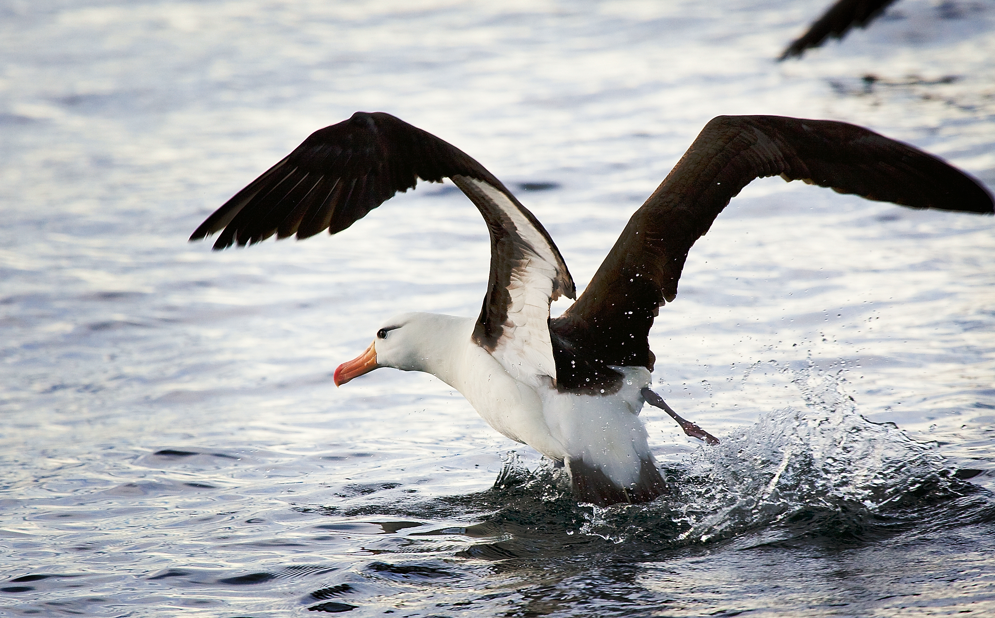 File:Black-browed Albatross, Beagle Channel.jpg - Wikimedia Commons