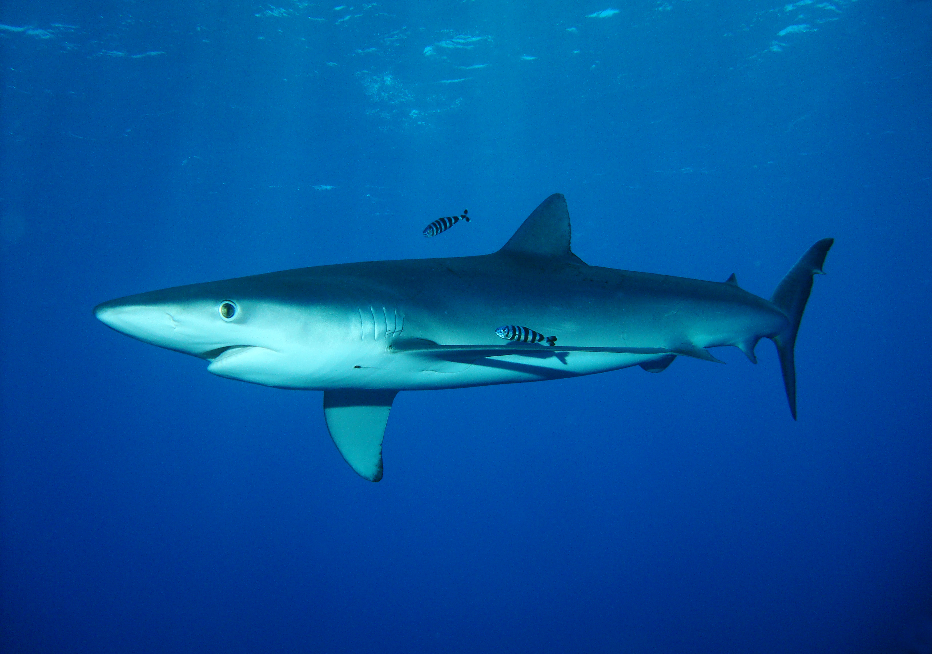 Синяя акула — Википедия