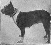 File:Britannica Dog 12.jpg