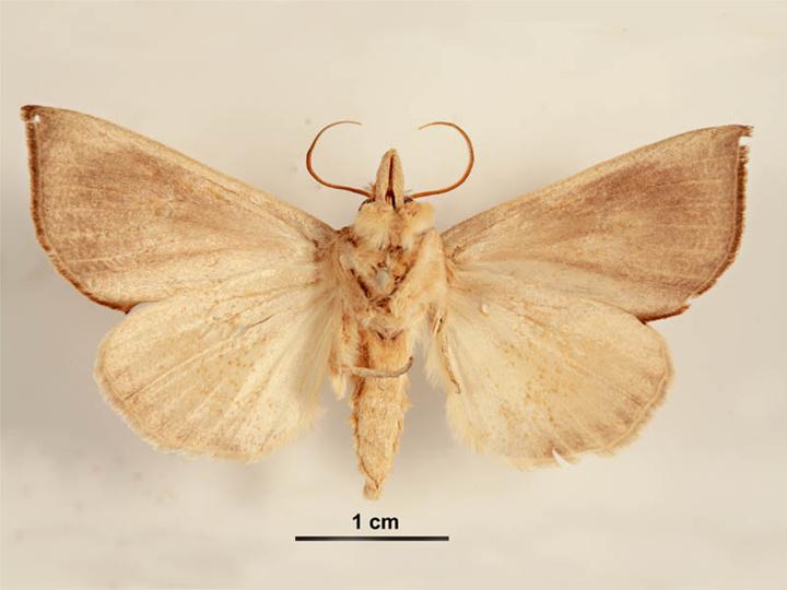 File:Calyptra minuticornis ventral.jpg