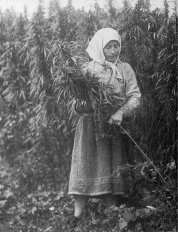 Harvesting hemp in the USSR, 1956