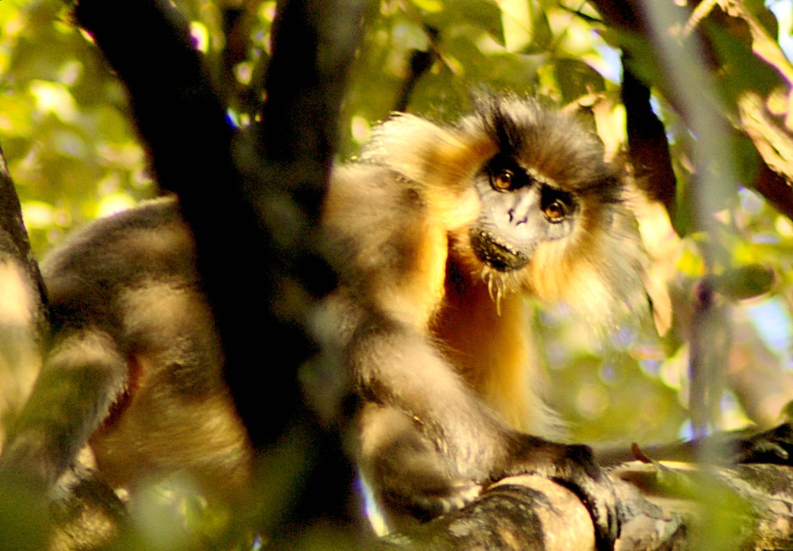 Bherjan-borjan-padumoni Wildlife Santuary