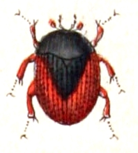 File:Cercyon.haemorrhoidalis.-.calwer.09.06.jpg