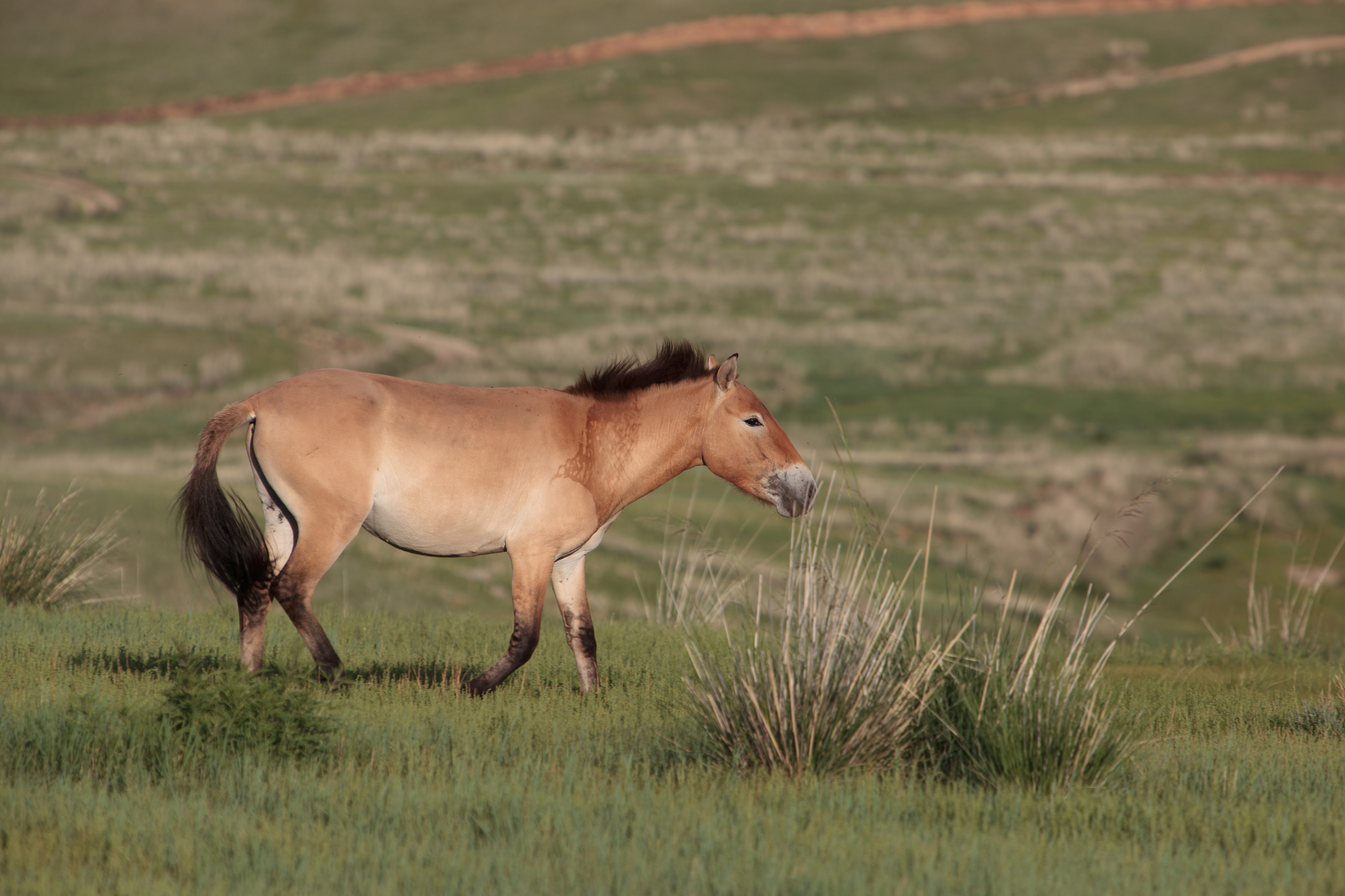 Лошадь Пржевальского в национальном парке Хустайн-Нуруу, в Монголии