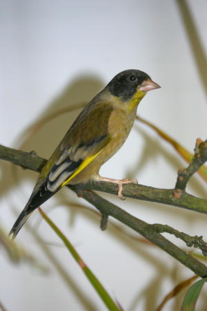 <span class="mw-page-title-main">Black-headed greenfinch</span> Species of bird