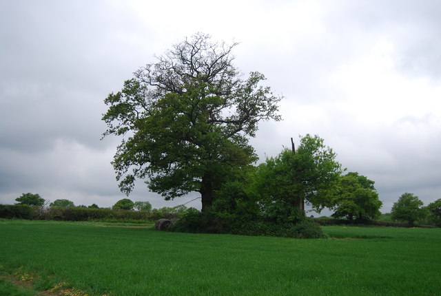 File:Clump of trees in a field - geograph.org.uk - 3561746.jpg