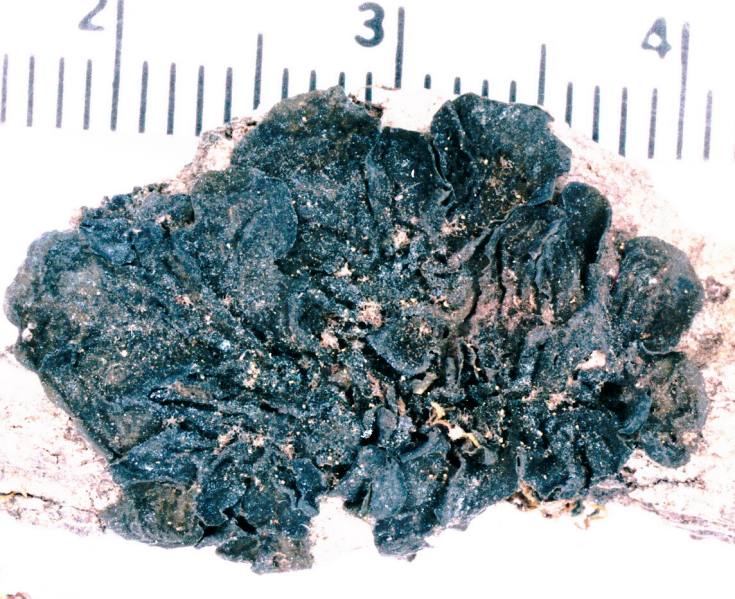 File:Collema furfuraceum-2.jpg