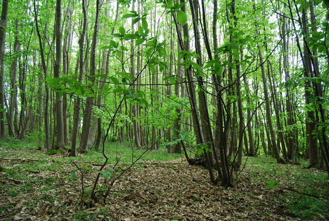 File:Coppiced trees, Quarry woods (2) - geograph.org.uk - 1316078.jpg