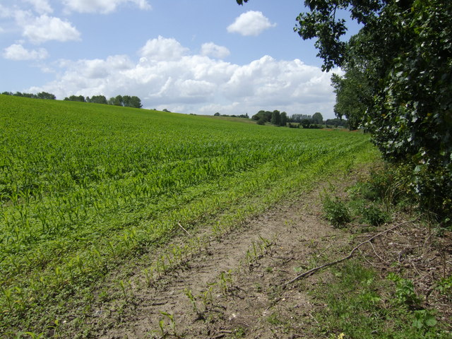 File:Cornfield south of the B1062 - geograph.org.uk - 473713.jpg