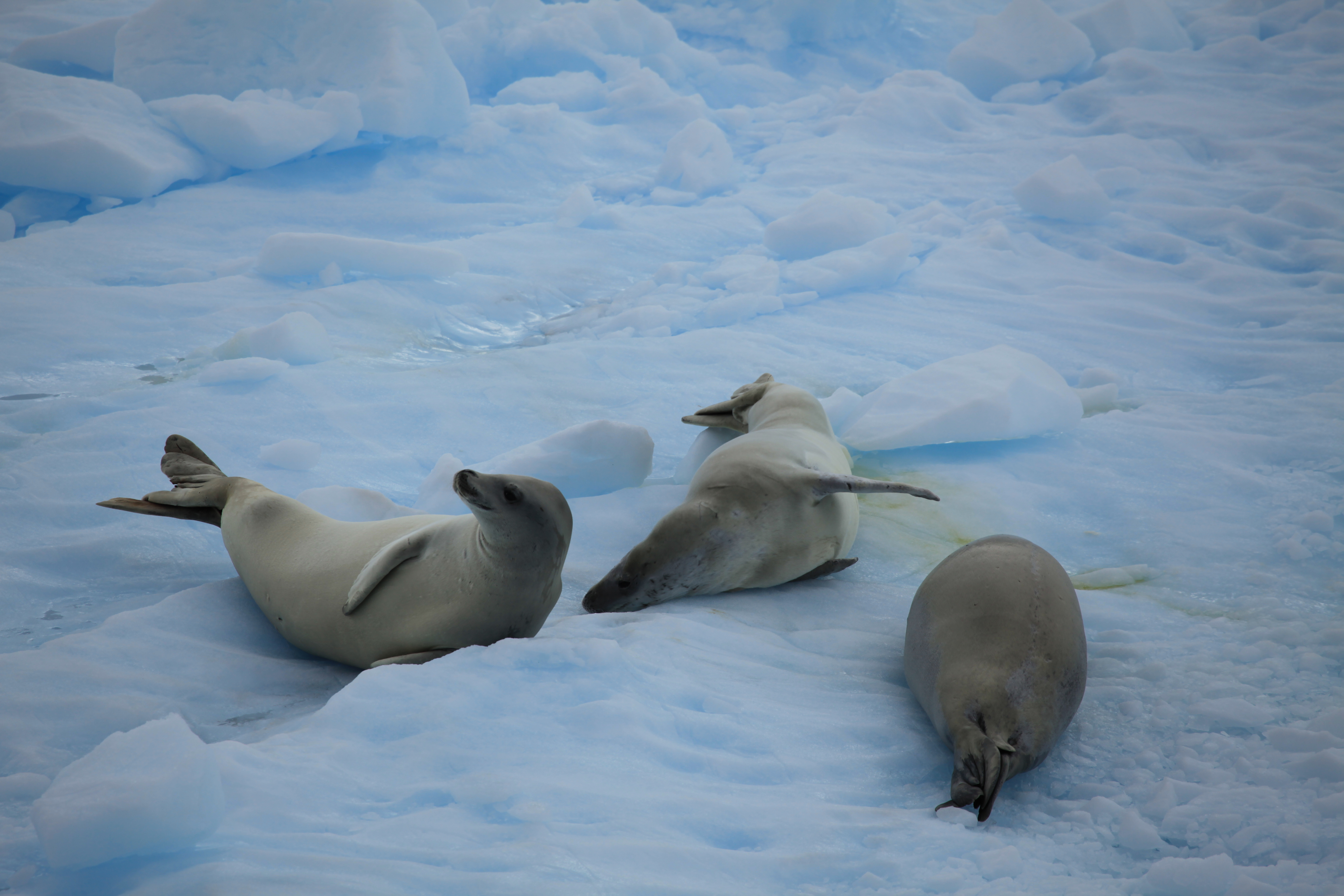 Спасение пингвинов в Антарктиде от нерпы