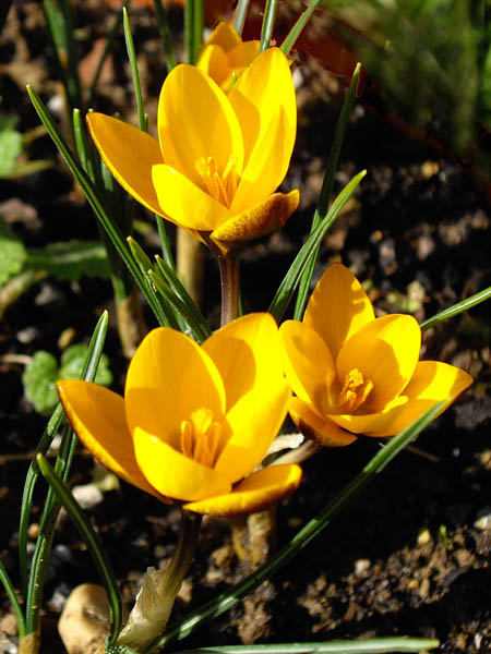 File:Crocus chrysanthus 'Zwanenburg Bronze' 1.JPG