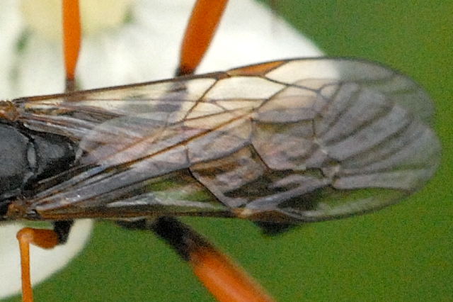 File:Cryptopimpla.caligata9.-.lindsey.jpg