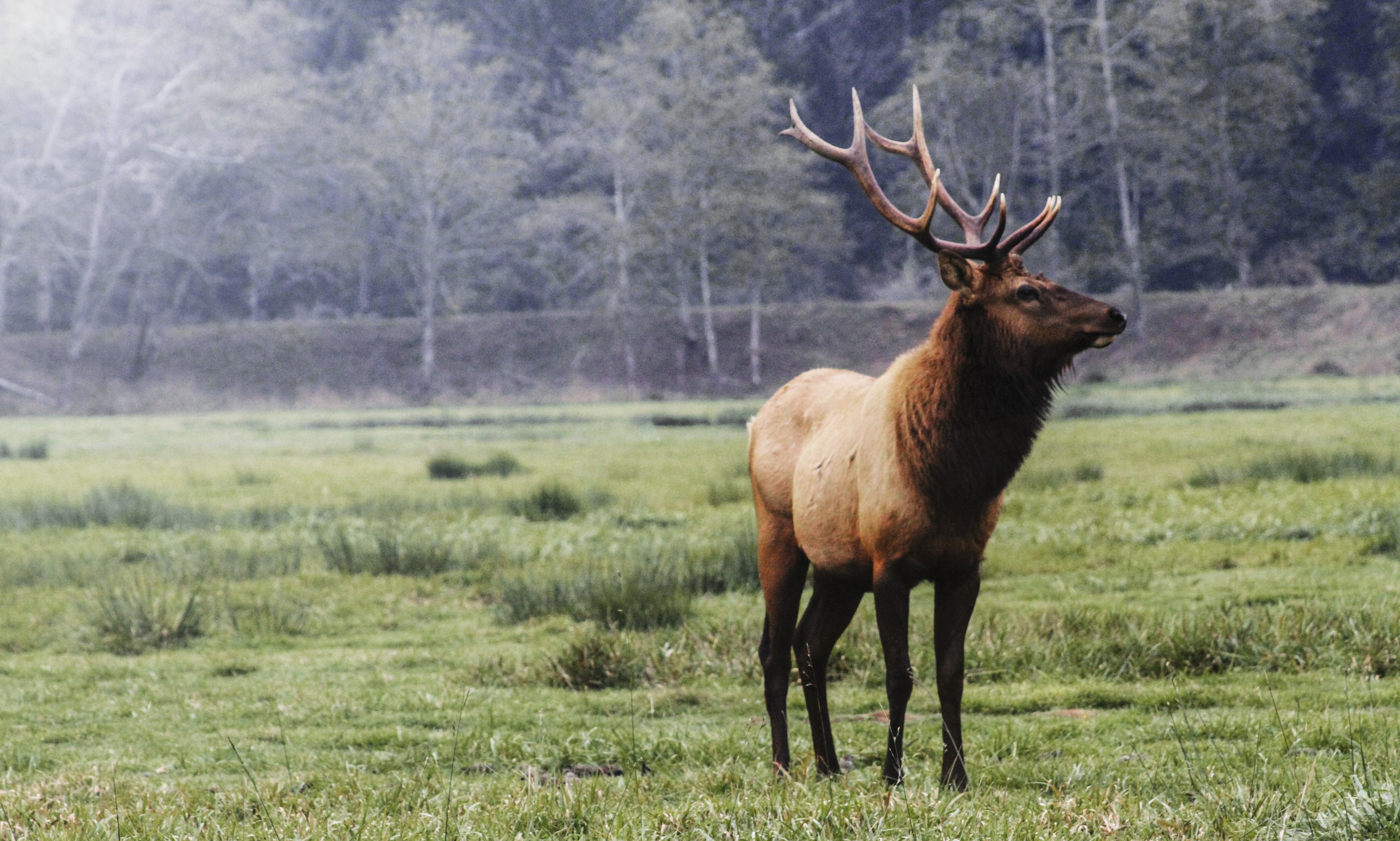 Wildlife watching. Олень Рузвельта. Вапити животное. Лось Рузвельта. Elk.