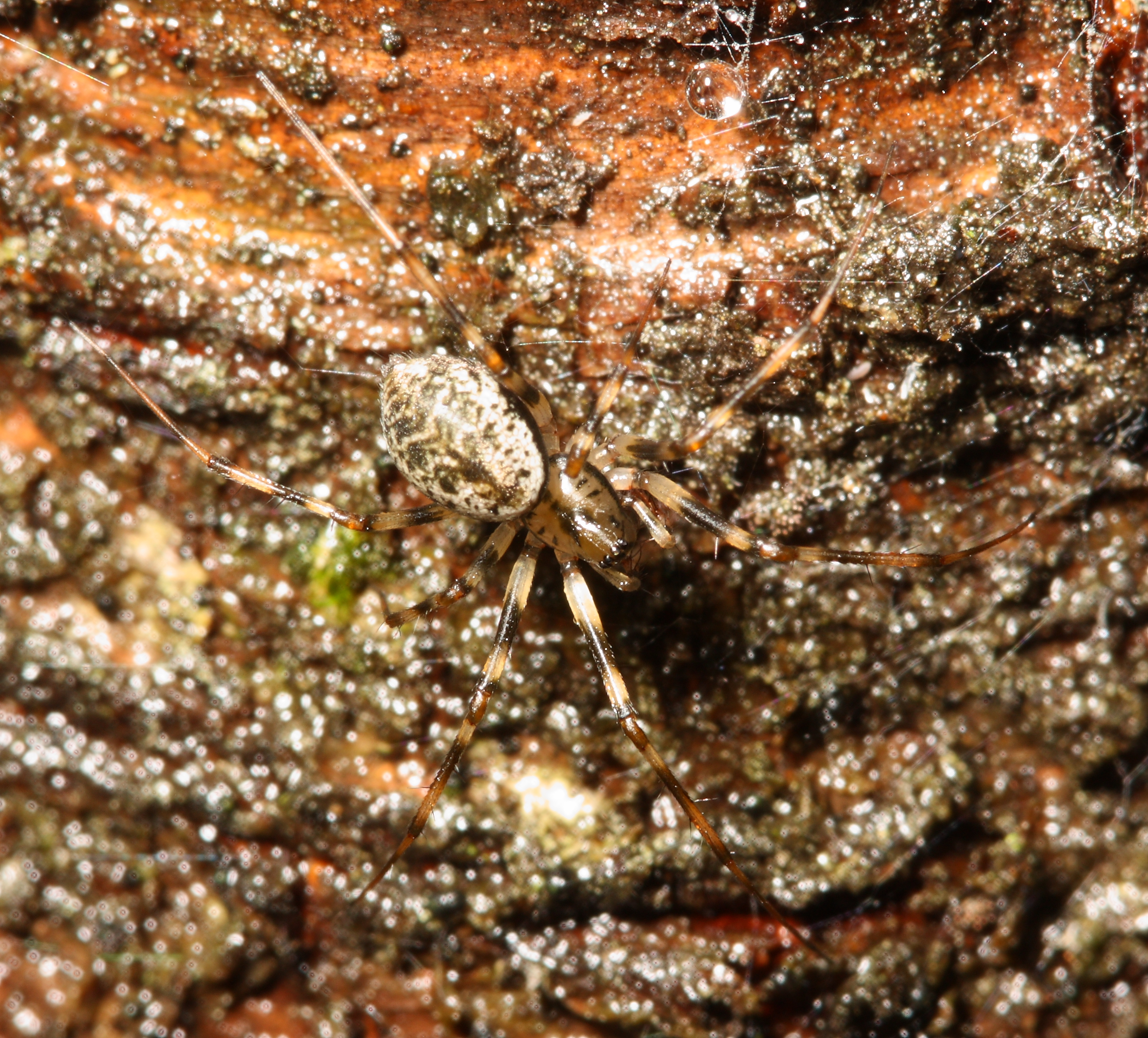 7 new spider species discovered in caves in Israel