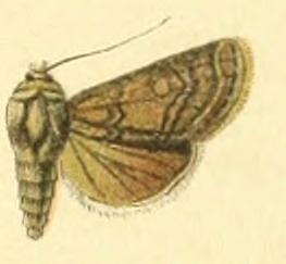 <i>Euxoa cognita</i> Species of moth